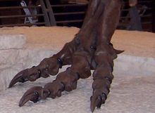 Fot av T. rex  Foto taget på Field Museum of Natural History i Chicago