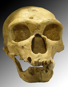 Neandertalskalle funnen 1908 i La-Chapelle-aux-Saints i Frankrike.