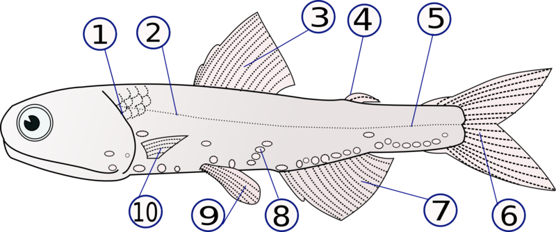 Fil:Lampanyctodes hectoris (Hector's lanternfish)2.png
