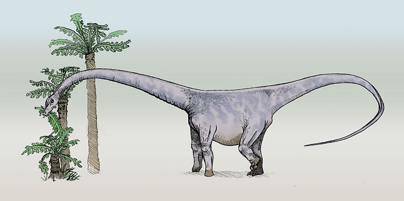 Fil:Barosaurus-sketch3.jpg