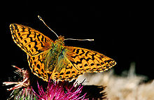 Boloria.aquilonaris.2689.jpg