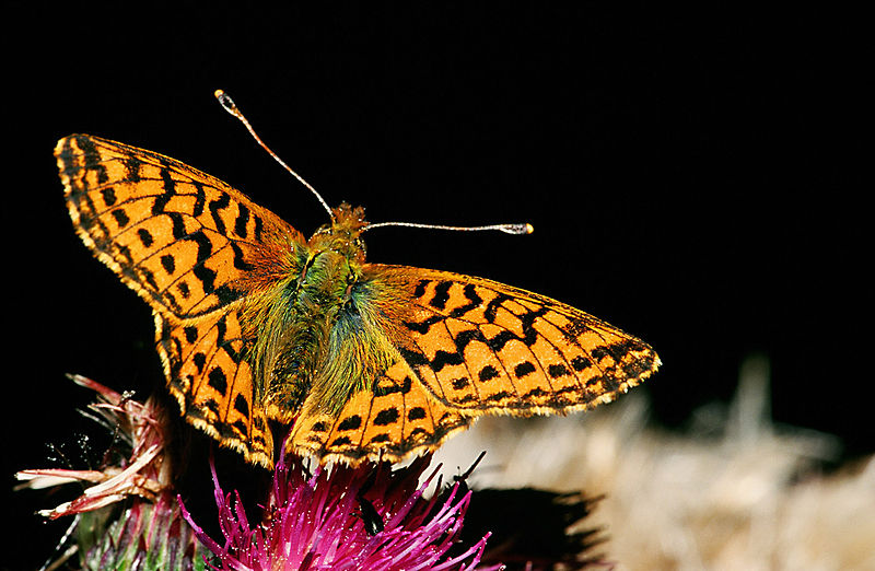 Fil:Boloria.aquilonaris.2689.jpg