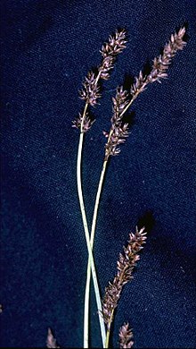 Carex diandra.jpg