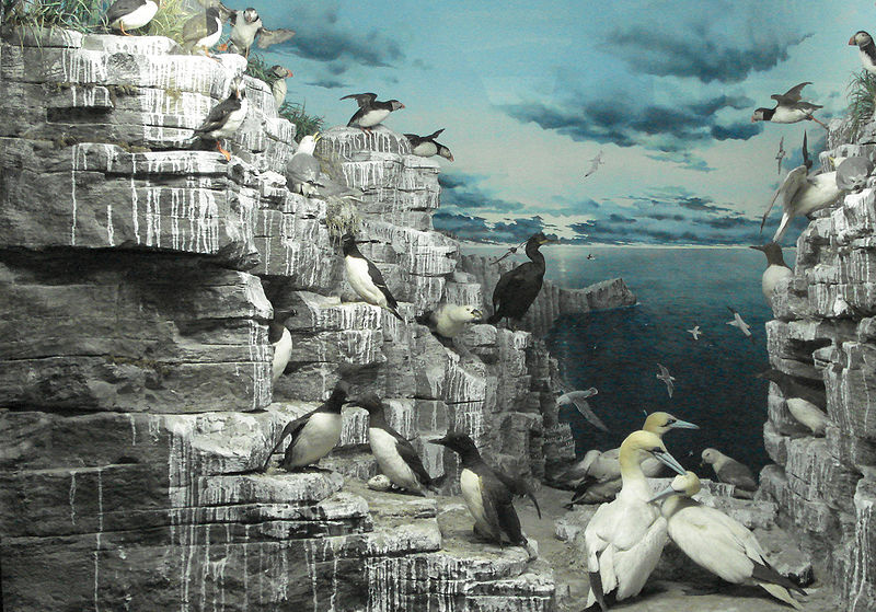 Fil:DSC01677 Diorama isole Lofoten - Museo di storia naturale, Milano - Foto di G. Dall'Orto - 20-12-2006.jpg