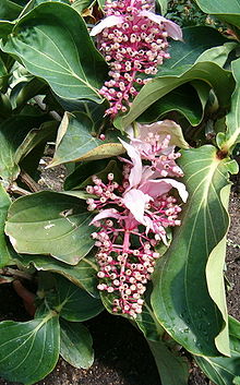Rosenskärm (M. magnifica)