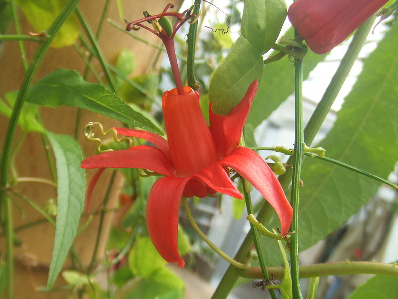 Fil:Passiflora murucuja5.jpg
