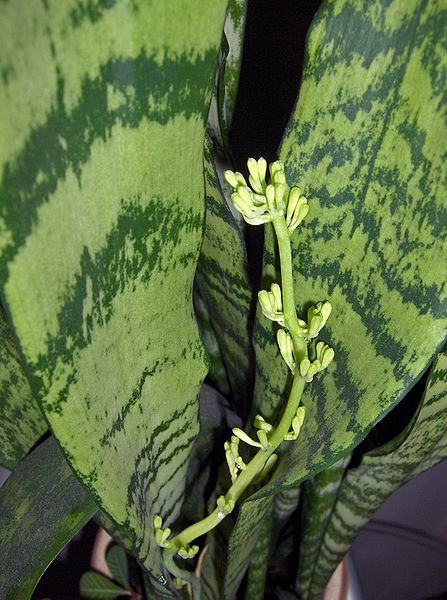 Fil:Sansevieria trifasciata-buds.jpg