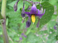 Solanum dulcamara (2005 07 07).jpg
