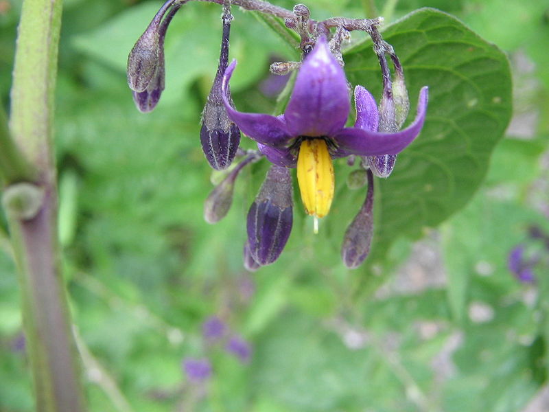 Fil:Solanum dulcamara (2005 07 07).jpg