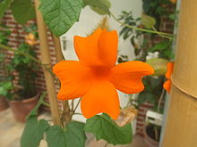 Thunbergia gregorii2.jpg