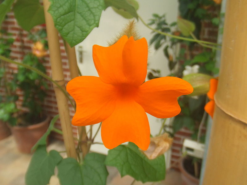 Fil:Thunbergia gregorii2.jpg