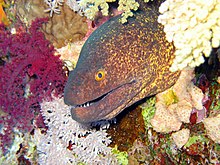 Fil:Yellow Margined Moray Eel.jpg