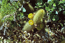 Foto: R. Mitchel Beauchamp/California Native Plant Society