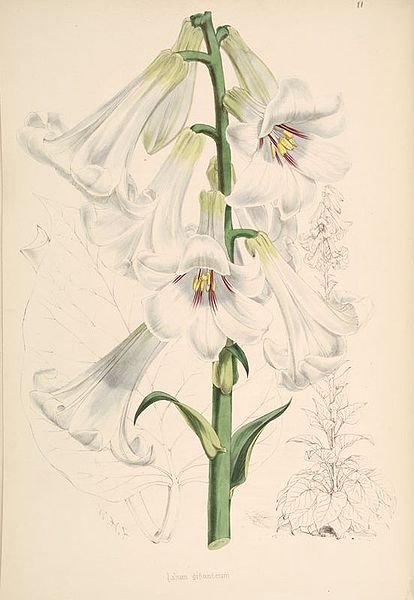 Fil:Cardiocrinum giganteum.jpg