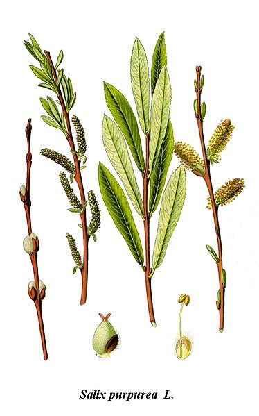 Fil:Cleaned-Illustration Salix purpurea.jpg