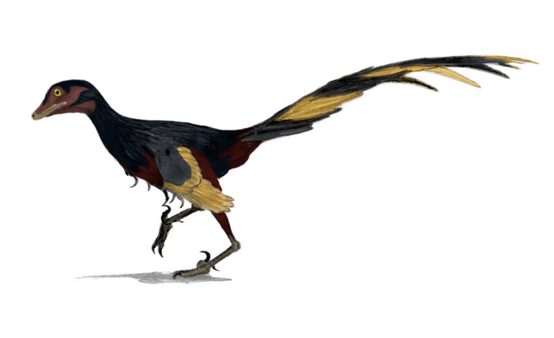 Fil:Jinfengopteryx wiki.jpg