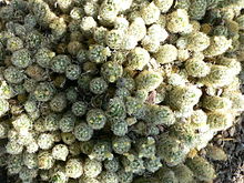 Mammillaria elongata.jpg