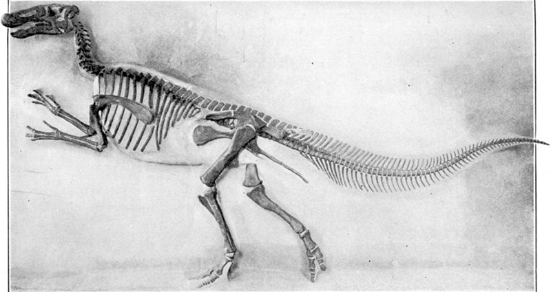 Fil:Mounted Edmontosaurus.jpg