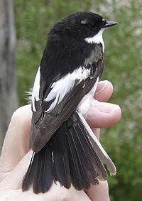 Ficedula hypoleuca NRM.jpg