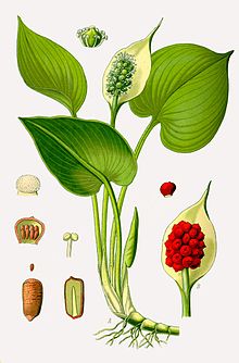 Illustration Calla palustris0.jpg