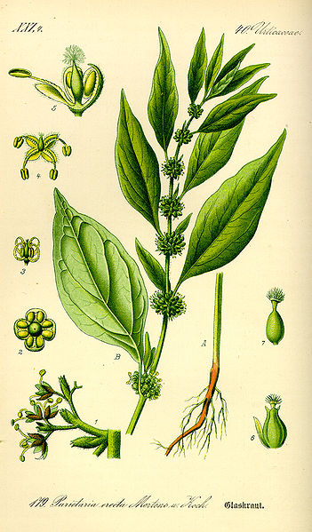 Fil:Illustration Parietaria officinalis0.jpg