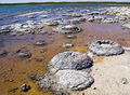 Lake Thetis-Stromatolites-LaRuth.jpg