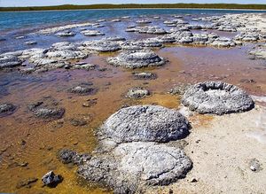 Stromatoliter i Shark Bay.