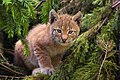 Lynx kitten.jpg