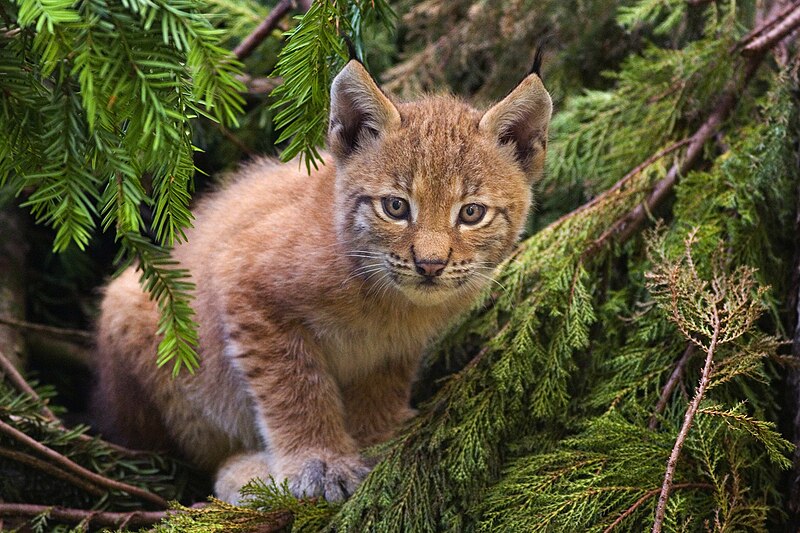 Fil:Lynx kitten.jpg
