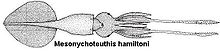 Mesonychoteuthis hamiltoni.jpg