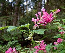 Ribes sanguineum1PFLY.jpg