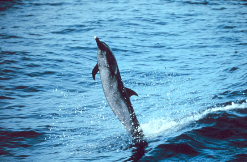 Fil:Schlankdelfin.jpg