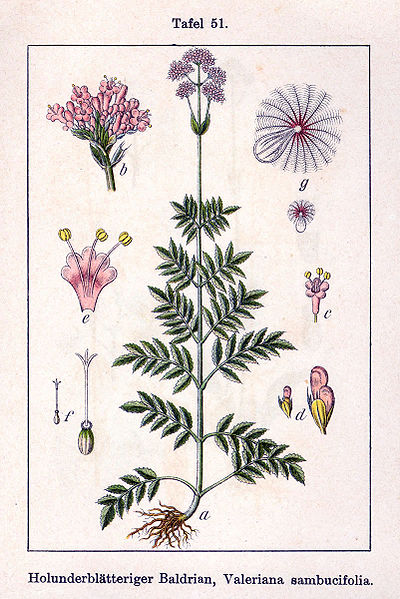 Fil:Valeriana sambucifolia Sturm51.jpg