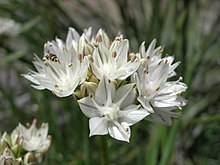 Allium haematochiton1JDCR.jpg