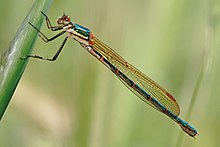 Austrolestes cingulatus