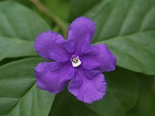 Brunfelsia pauciflora1C2000.jpg