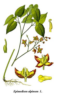 Cleaned-Illustration Epimedium alpinum.jpg