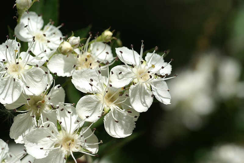 Fil:Crataegus rhipidiphylla2.JPG