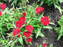 Sommarnejlika (Dianthus chinensis)