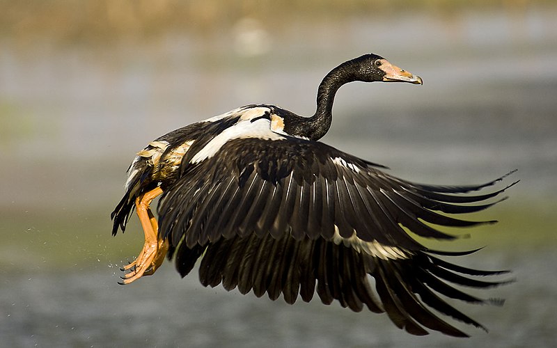 Fil:Magpie Goose taking off.jpg