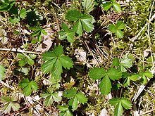 Potentilla anglica agg..jpg