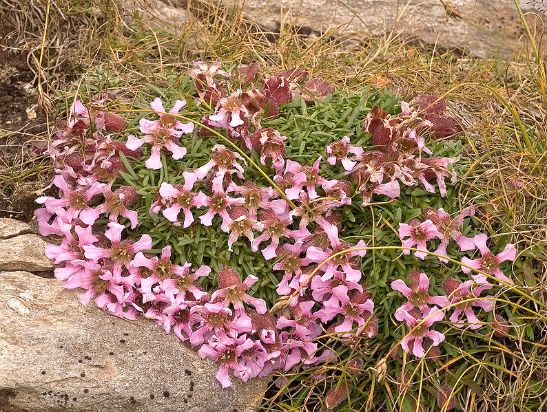 Fil:Saponaria pumila04.jpg