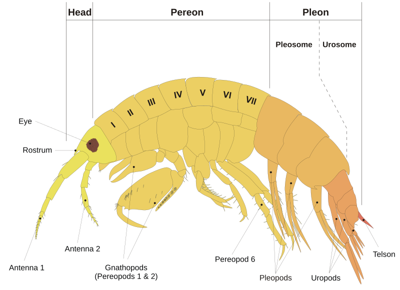 Fil:Scheme amphipod anatomy-en.svg