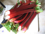 01-rhubarb stalks.jpg