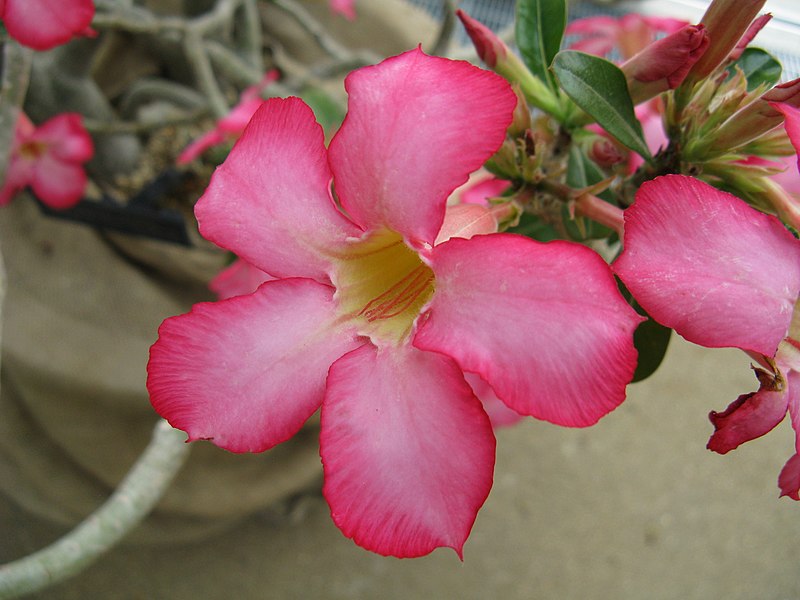 Fil:Adenium obesum3.jpg