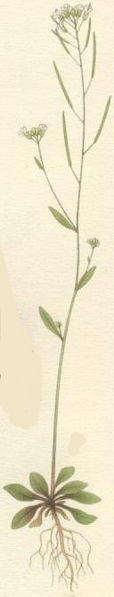 Fil:Arabidopsis thaliana backtrav.jpg