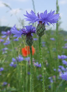 Blåklint (C. segetum)