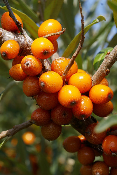 Fil:Hippophae rhamnoides.jpg