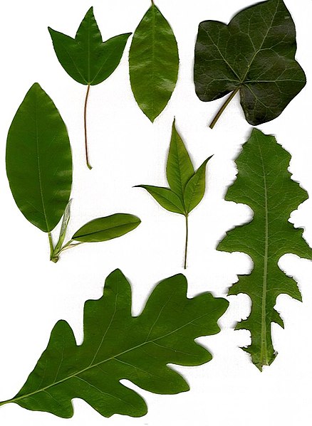 Fil:Leaves-scan.jpg