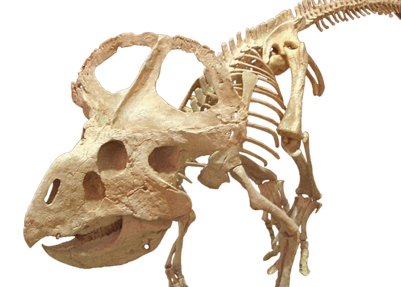 Fil:Protoceratops-skeleton.jpg